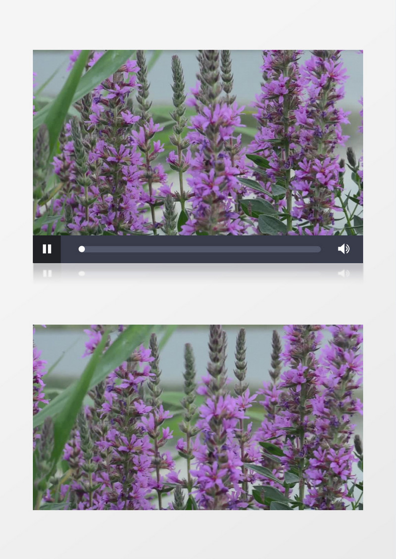高清实拍在微风中随风飘摇的紫色小花千屈菜实拍视频素材 