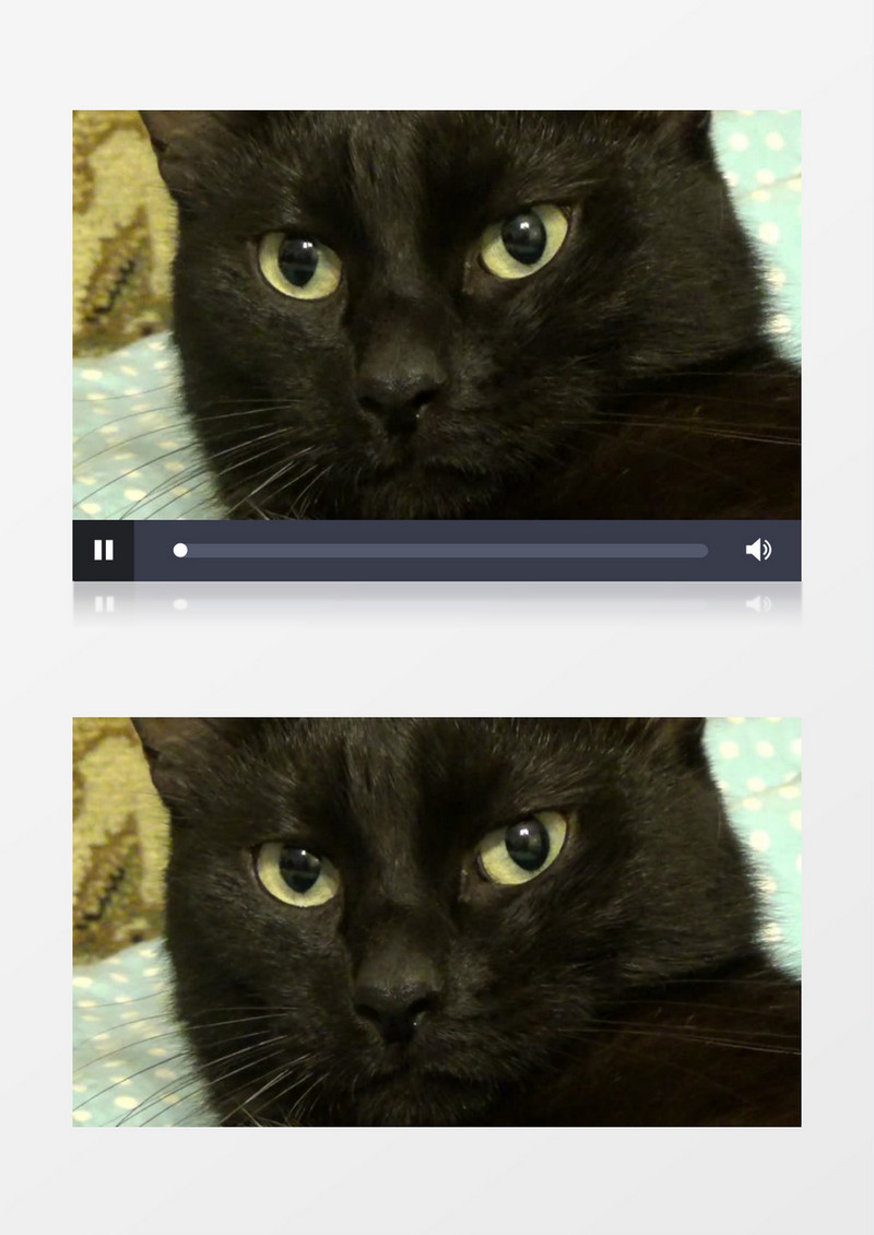 高清近距离特写猫脸部猫打哈欠实拍视频素材