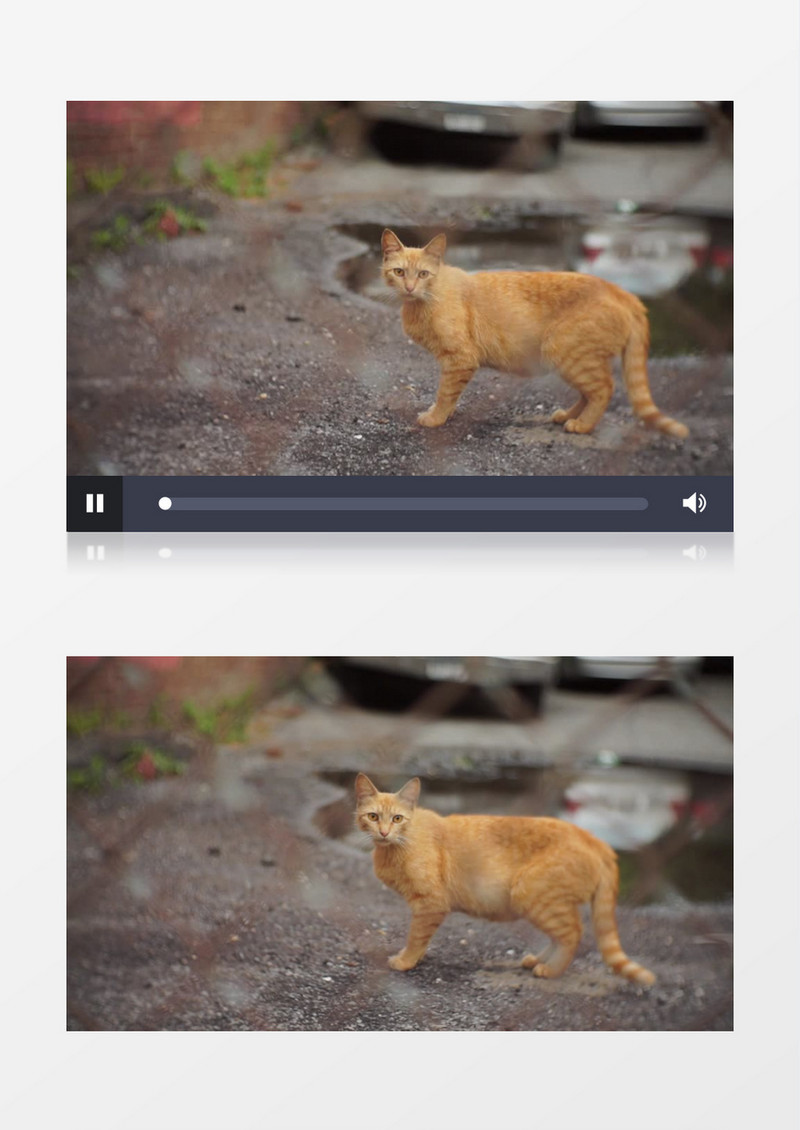 高清实拍一只小猫的一步一履一颦一笑实拍视频素材