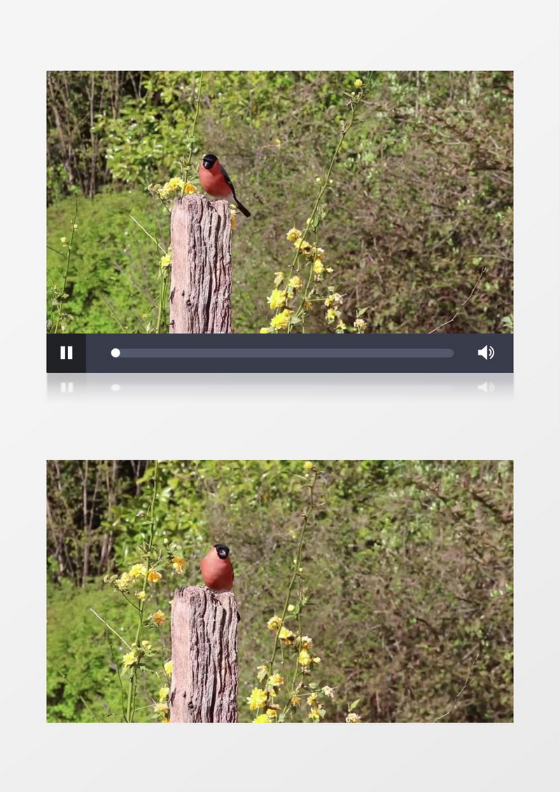 自然风光之春意盎然视频素材MP4实拍视频素材