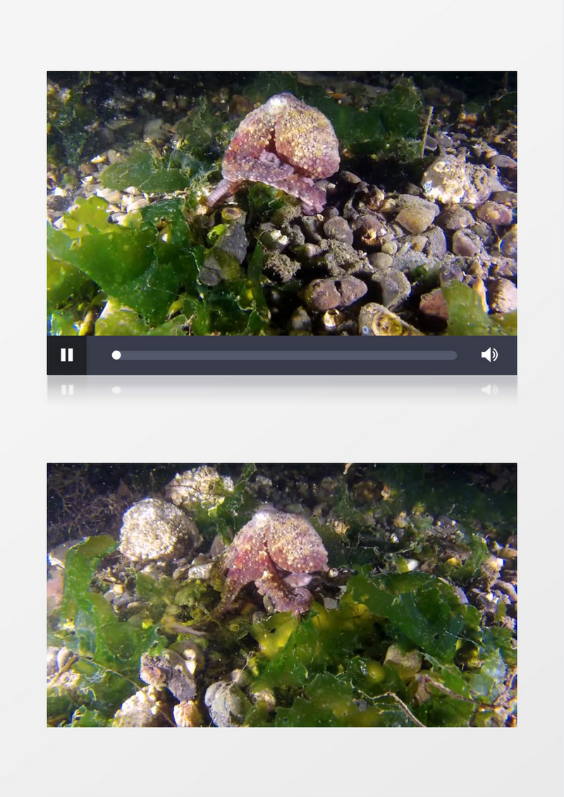 近距离拍摄软体动物章鱼水下缓慢蠕动移动实拍视频素材