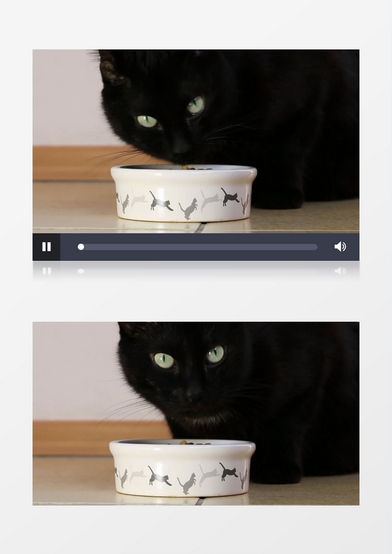 近距离拍摄一只黑色的猫在吃东西猫食盆进食实拍视频素材