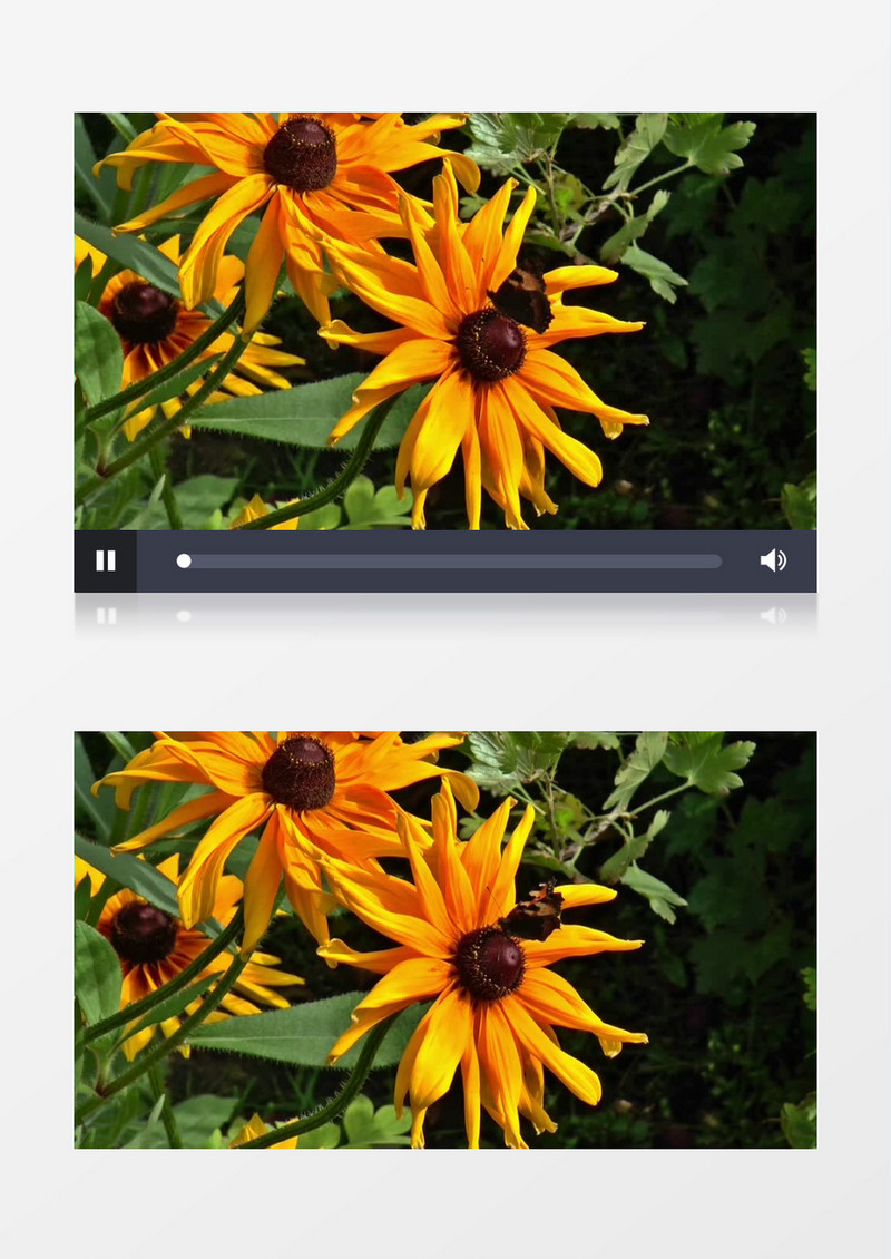 近距离拍摄一只胡得在黄色的花朵上转动开合翅膀实拍视频素材
