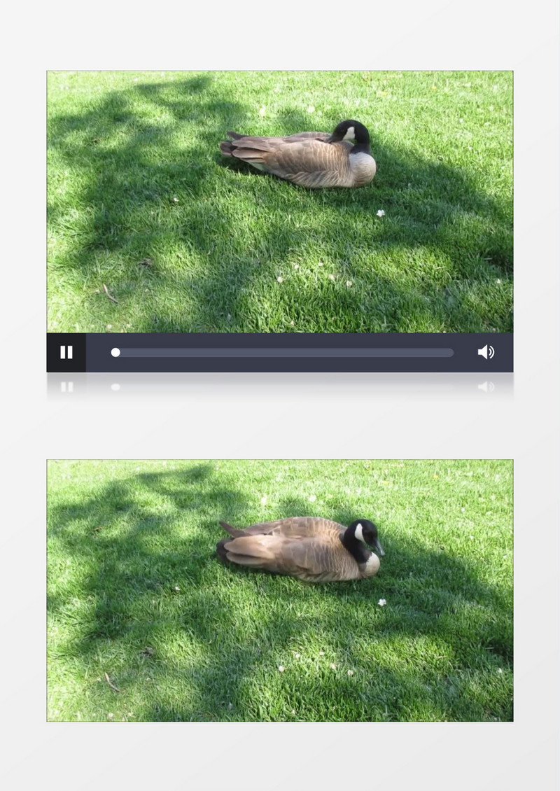 近镜头拍摄一只鸭子趴在绿色的草地上阴影下乘凉有趣可爱实拍视频素材