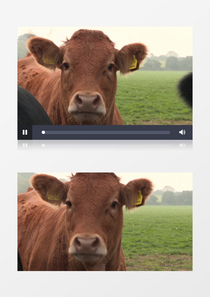 近距离特写拍摄公牛望向镜头晃动脑袋耳朵实拍视频素材