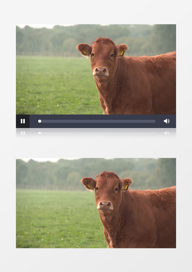 棕色公牛看向镜头眼神呆萌走动向前实拍视频素材