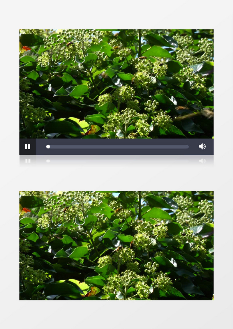 近距离拍摄几只蜜蜂在花簇上飞来飞去实拍视频素材