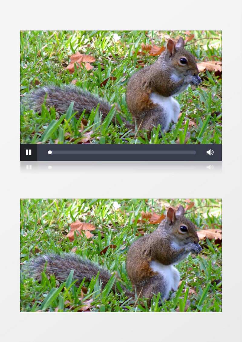 高清近距离拍摄户外森林公园灰色长尾松鼠吃松子实拍视频素材