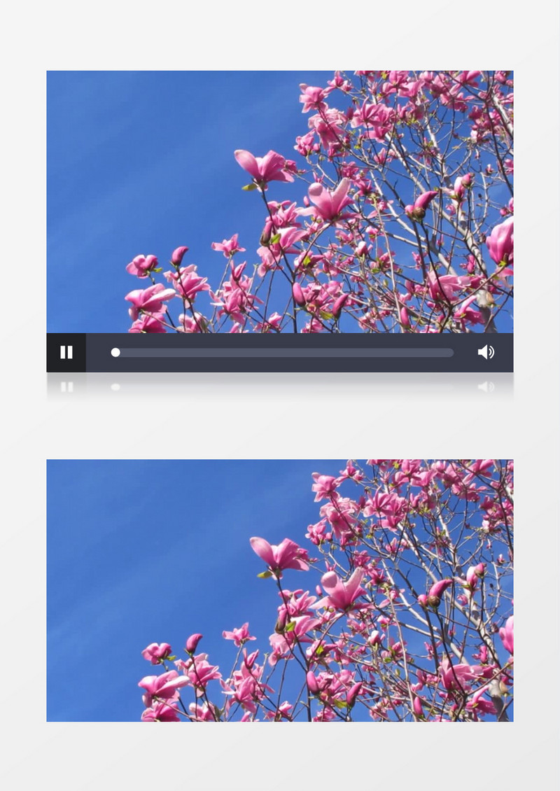 高清实拍粉红色的花朵随风轻轻浮动实拍视频素材