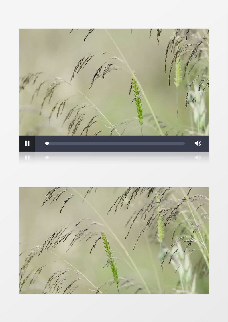 高清实拍随风飘动的小草实拍视频素材