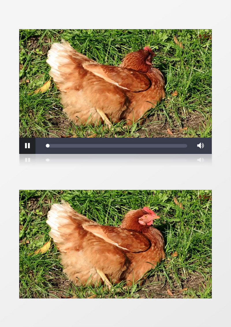 高清实拍一只母鸡在草丛里准备生蛋实拍视频素材