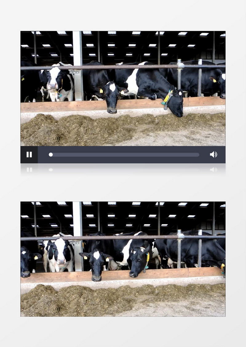 高清实拍一群奶牛在吃草料咀嚼实拍视频素材
