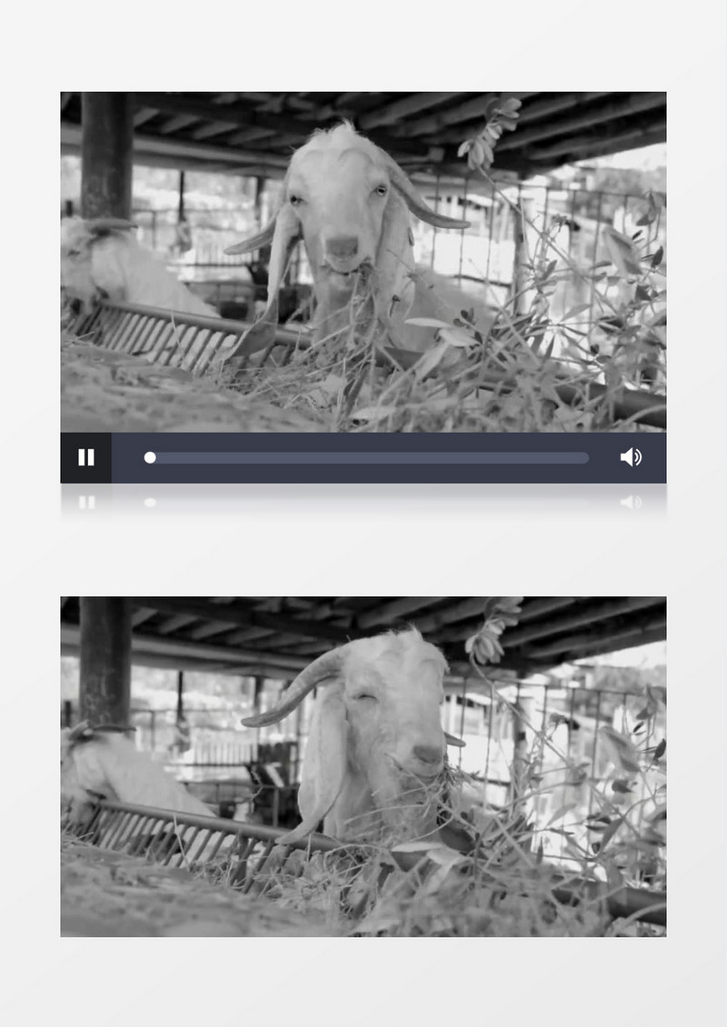 农场动物山羊吃草实拍视频素材