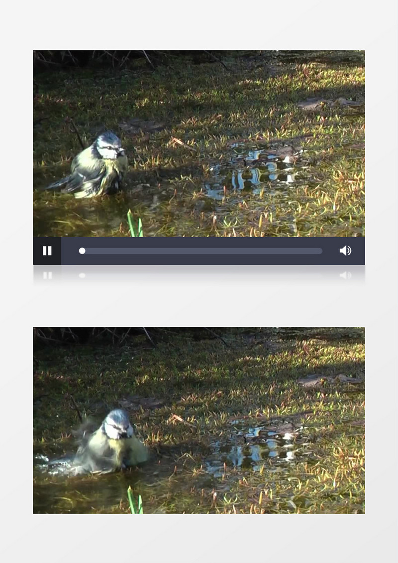 小山雀水坑戏水实拍视频素材MP4
