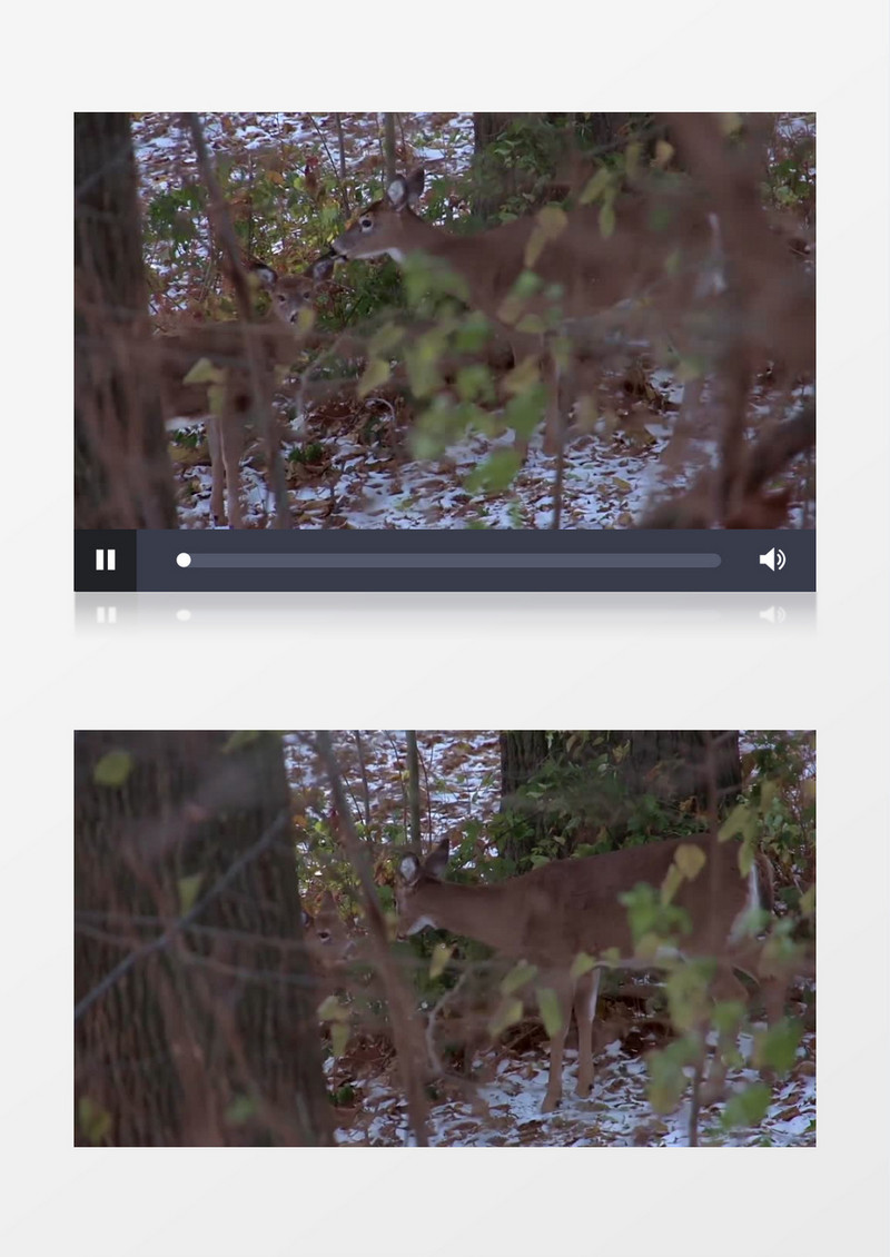 高清近距离拍摄森林野生动物小鹿雌鹿实拍视频素材