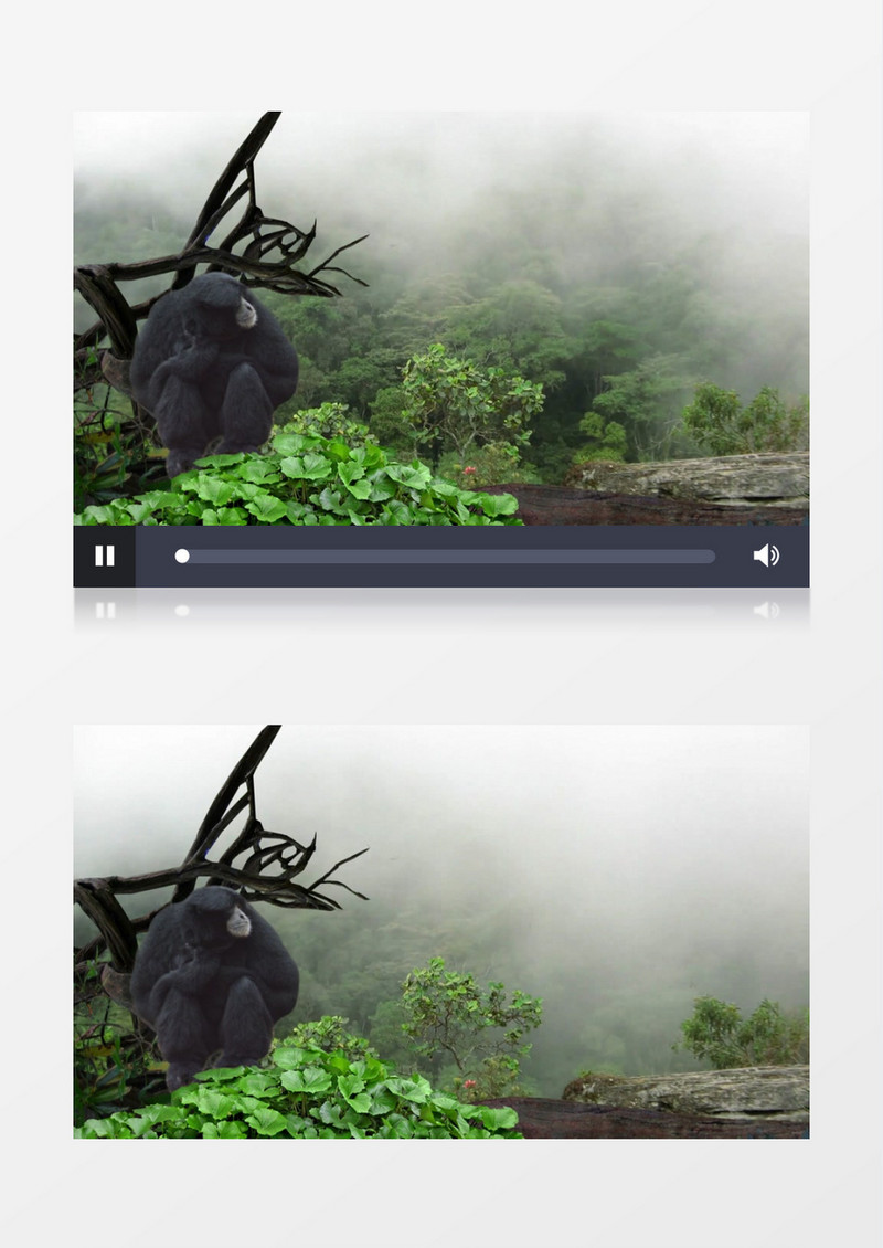 黑色大猩猩绿色背景视频素材