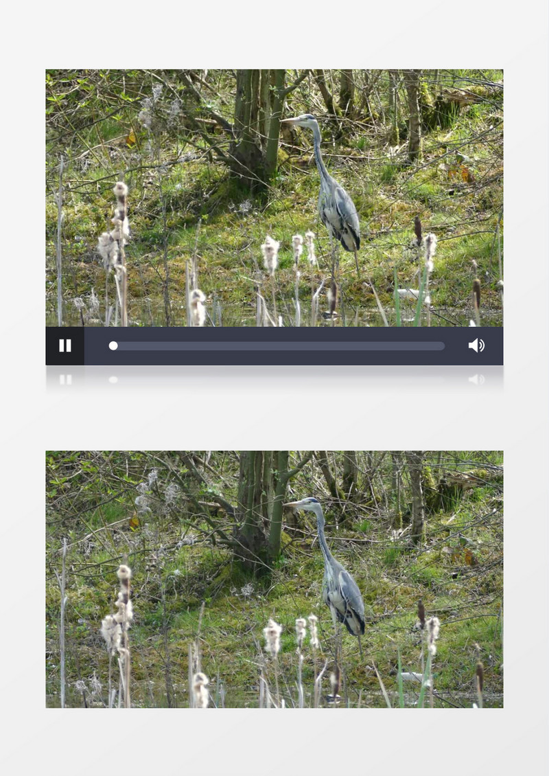 野生动物 鹭在池塘边行走实拍视频
