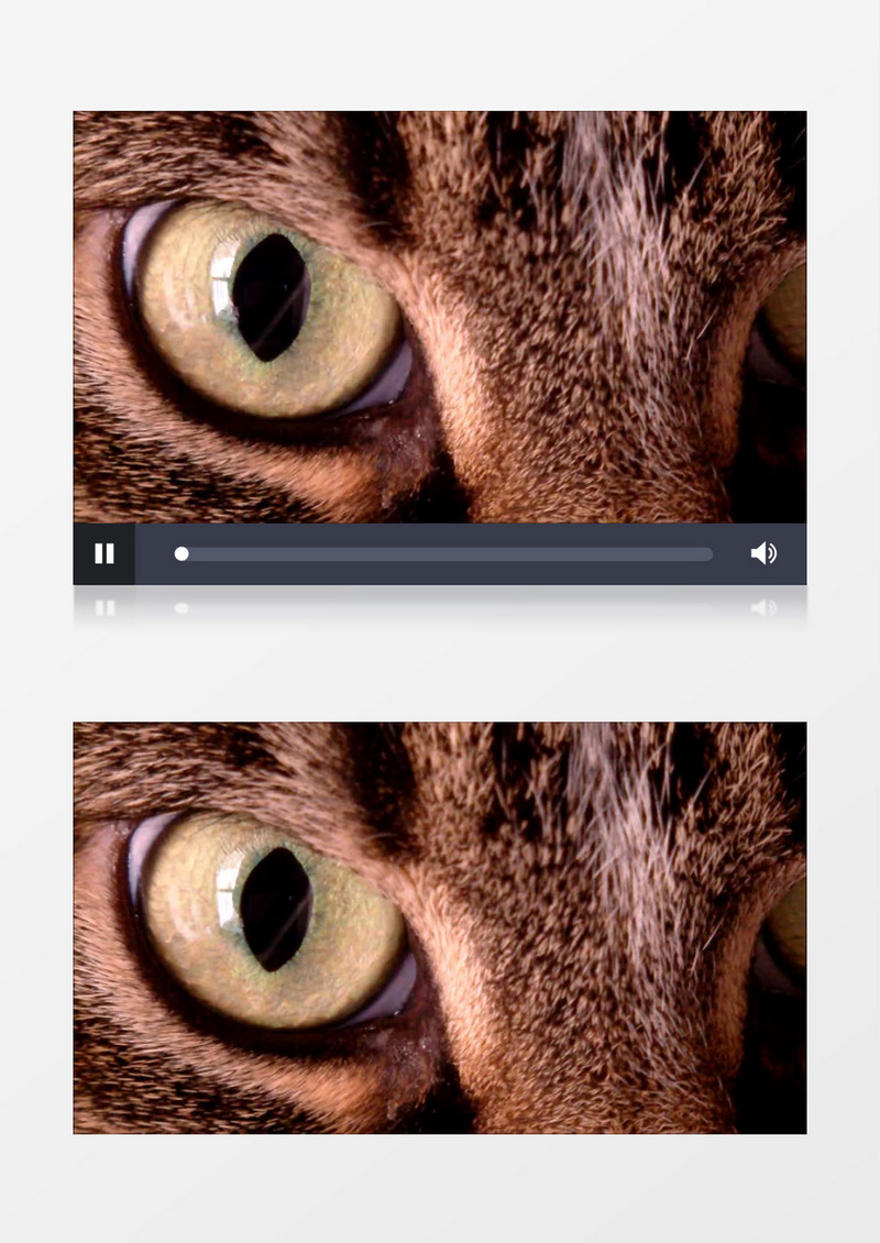 猫头鹰的眼睛近距离高清实拍视频素材