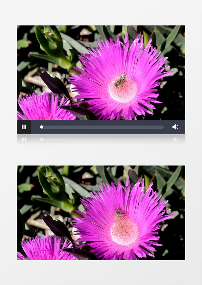 辛勤的蜜蜂在粉红色花朵上采蜜实拍视频素材
