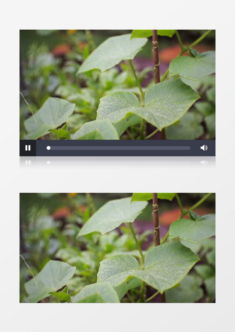 高清实拍随风飘动的绿色树叶实拍视频素材