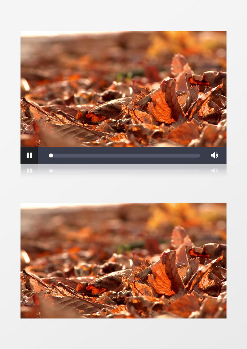 秋天金色的背景下树叶实拍视频