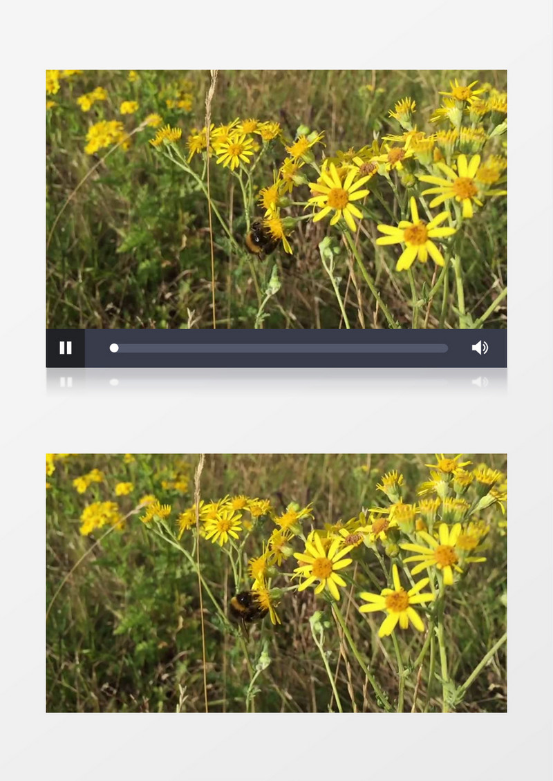 春天公园蜜蜂采蜜实拍视频素材
