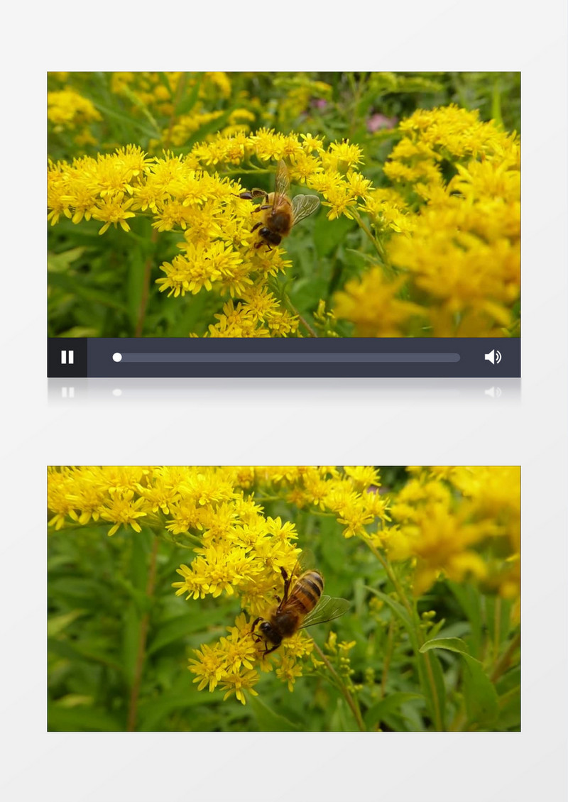 春天花丛蜜蜂采蜜实拍视频素材