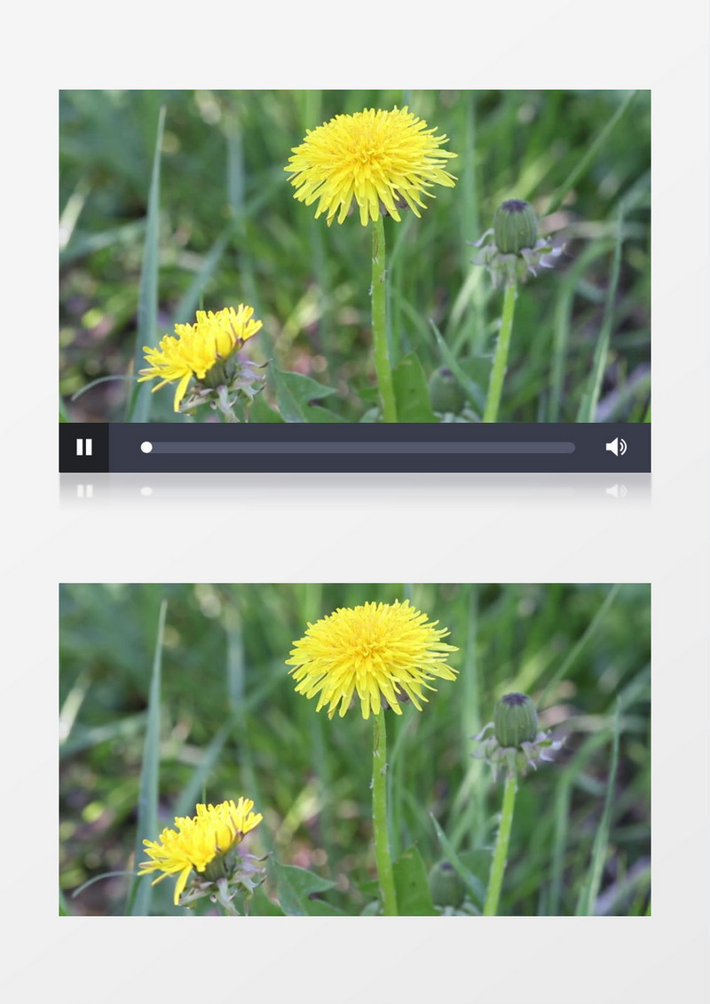 植物园植物绿色新鲜鲜花实拍视频素材