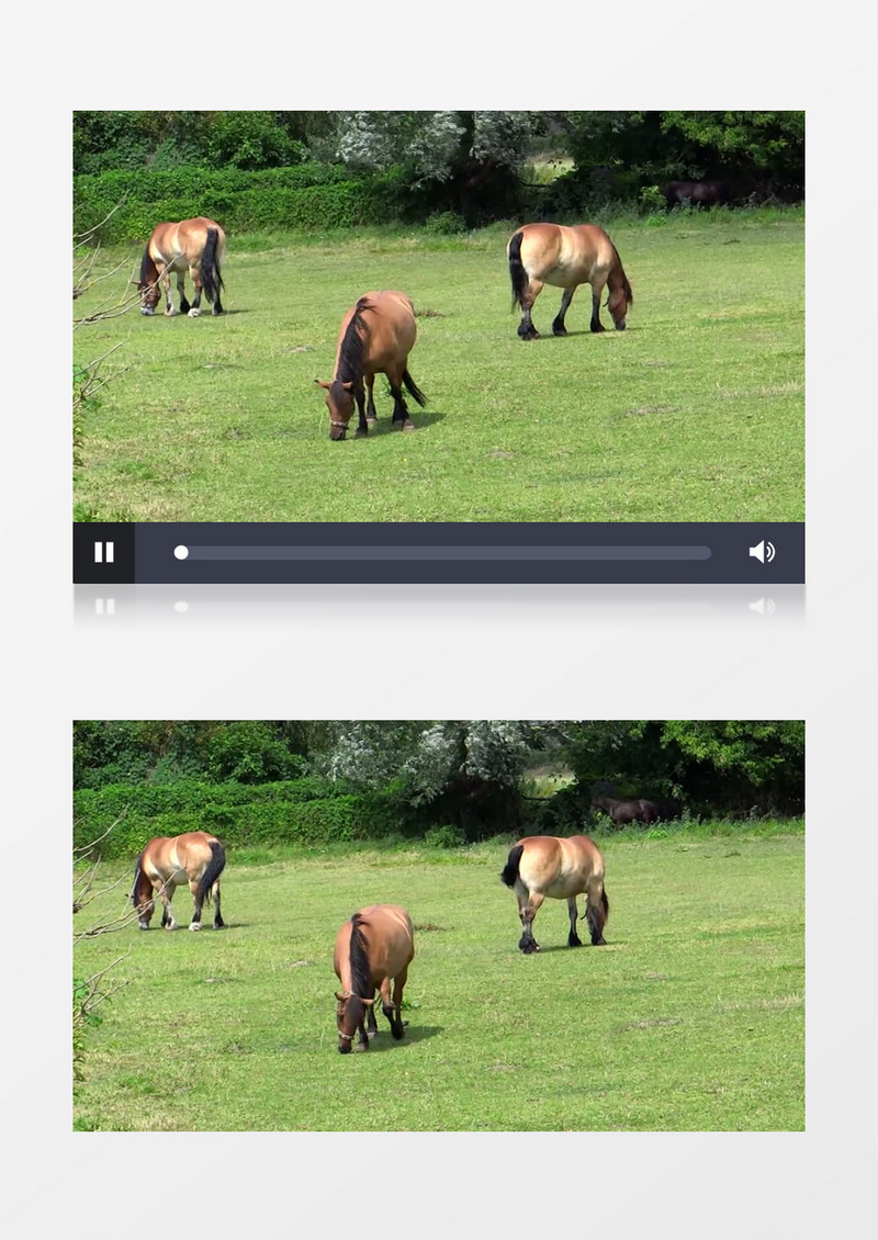 绿色有机牧场野马吃草实拍视频素材
