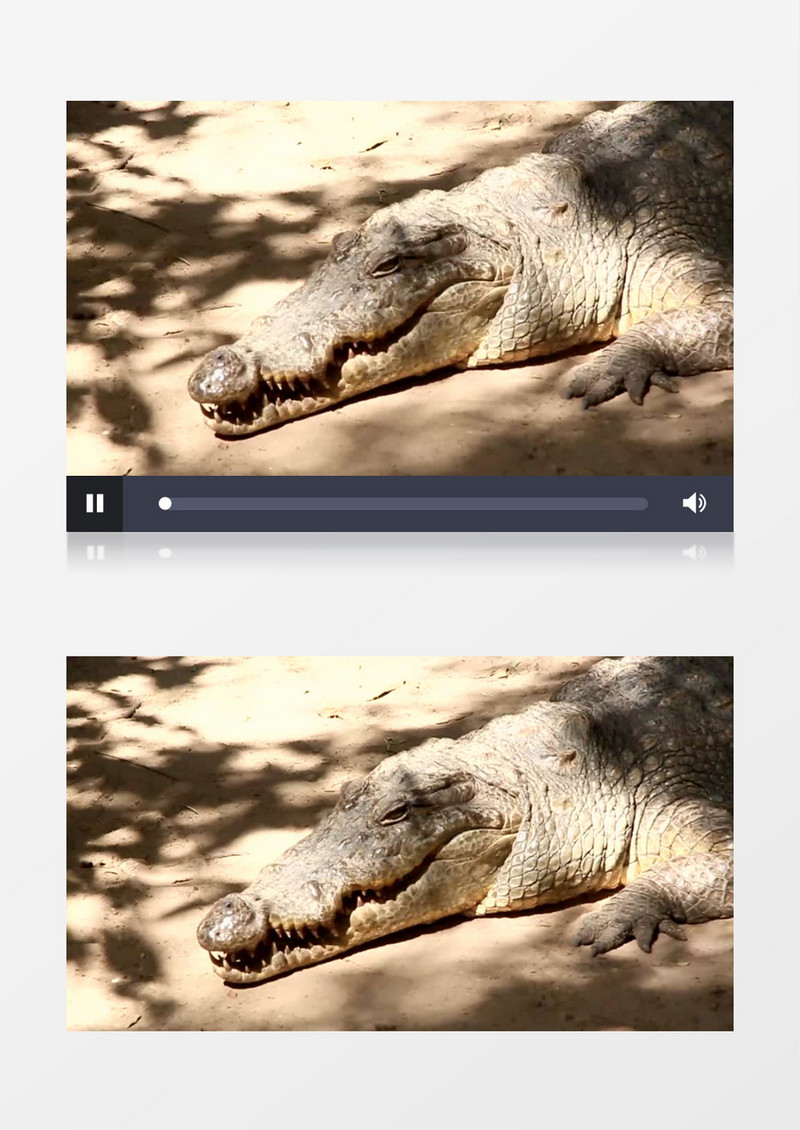 高清实拍一只大鳄鱼沐浴在清晨的日光里实拍视频素材