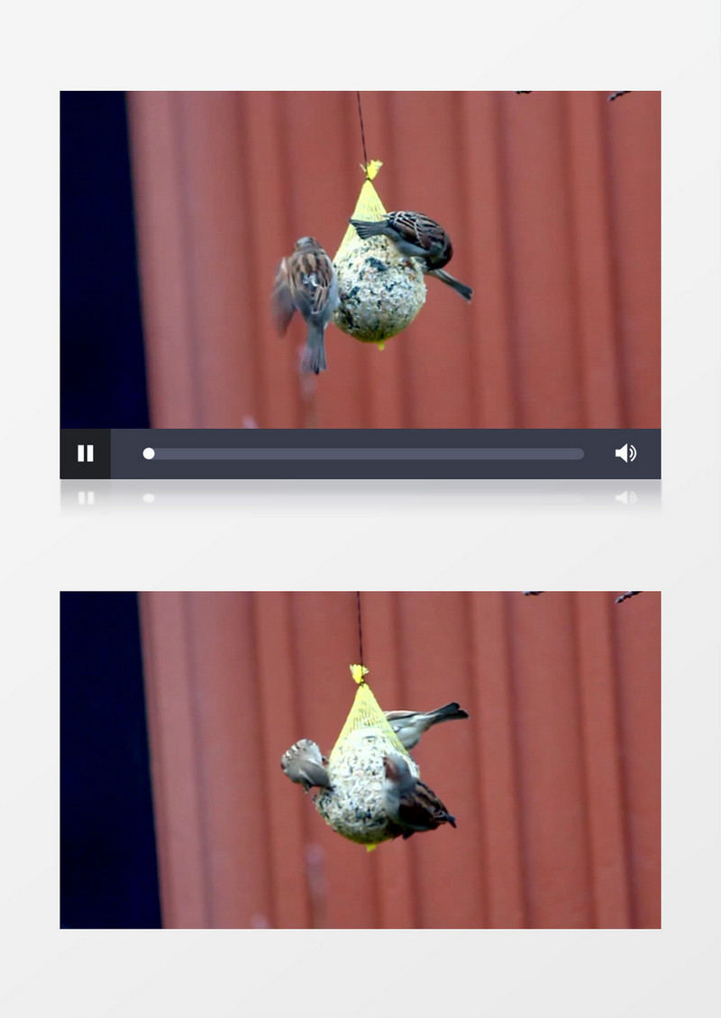 高清实拍三只小鸟在投食袋上吃食物实拍视频素材