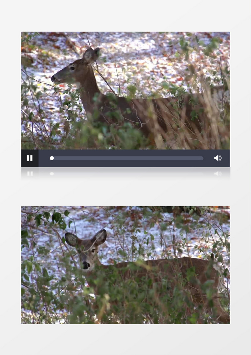 近距离高清拍摄白天森林野生的动物雌鹿实拍视频素材