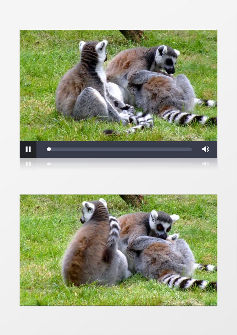 高清实拍三只环尾狐猴在青青的草地上游戏嬉闹实拍视频素材
