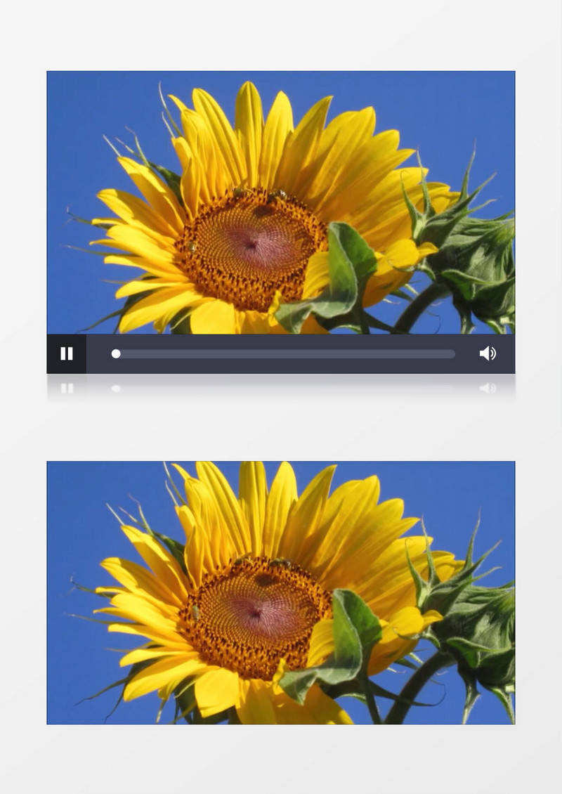 高清实拍蓝天下的向日葵上有几只辛勤的小蜜蜂实拍视频素材