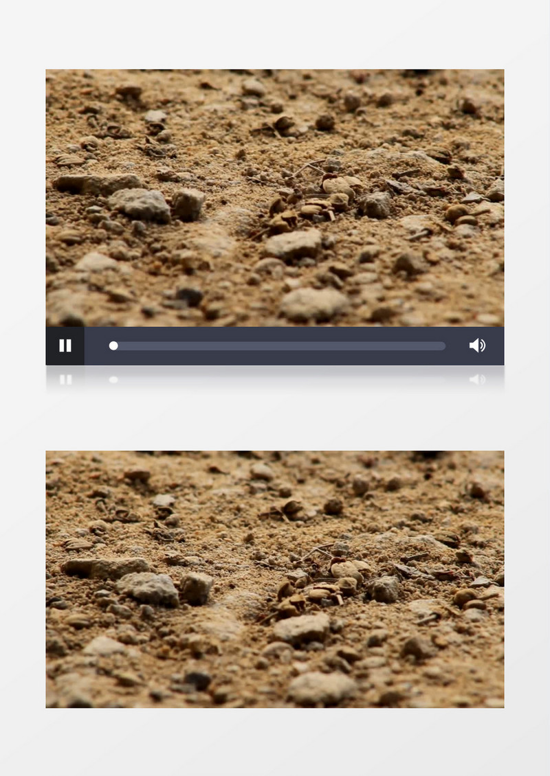 高清实拍一只小蚂蚁在沙地上快速爬过实拍视频素材