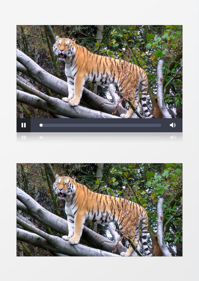 高清实拍老虎站在树干上往远处张望实拍视频素材