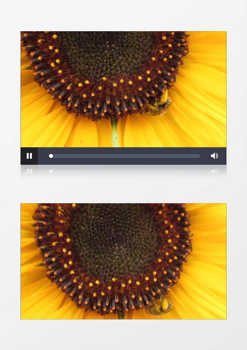 高清近距离实拍一只小蜜蜂在向日葵上采蜜授粉实拍视频素材