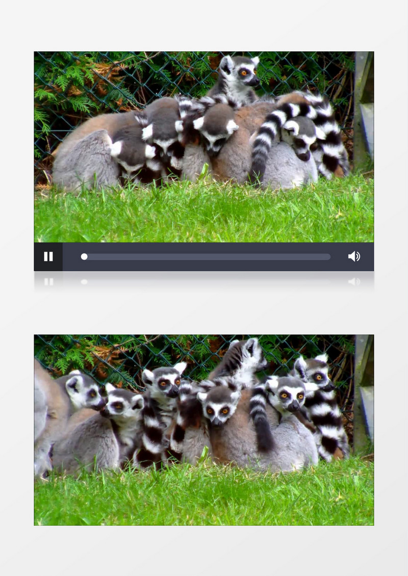 高清实拍一群环尾狐猴在青青的草地上相拥而眠实拍视频素材