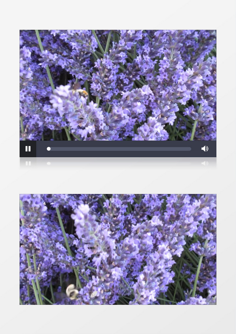 高清实拍满满的紫色花串上有一只小蜜蜂在采蜜实拍视频素材
