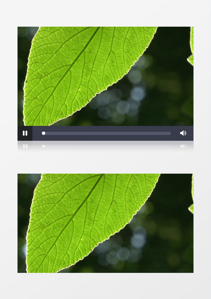 高清近距离拍摄树叶在点点阳光的衬托下更有绿意视频素材