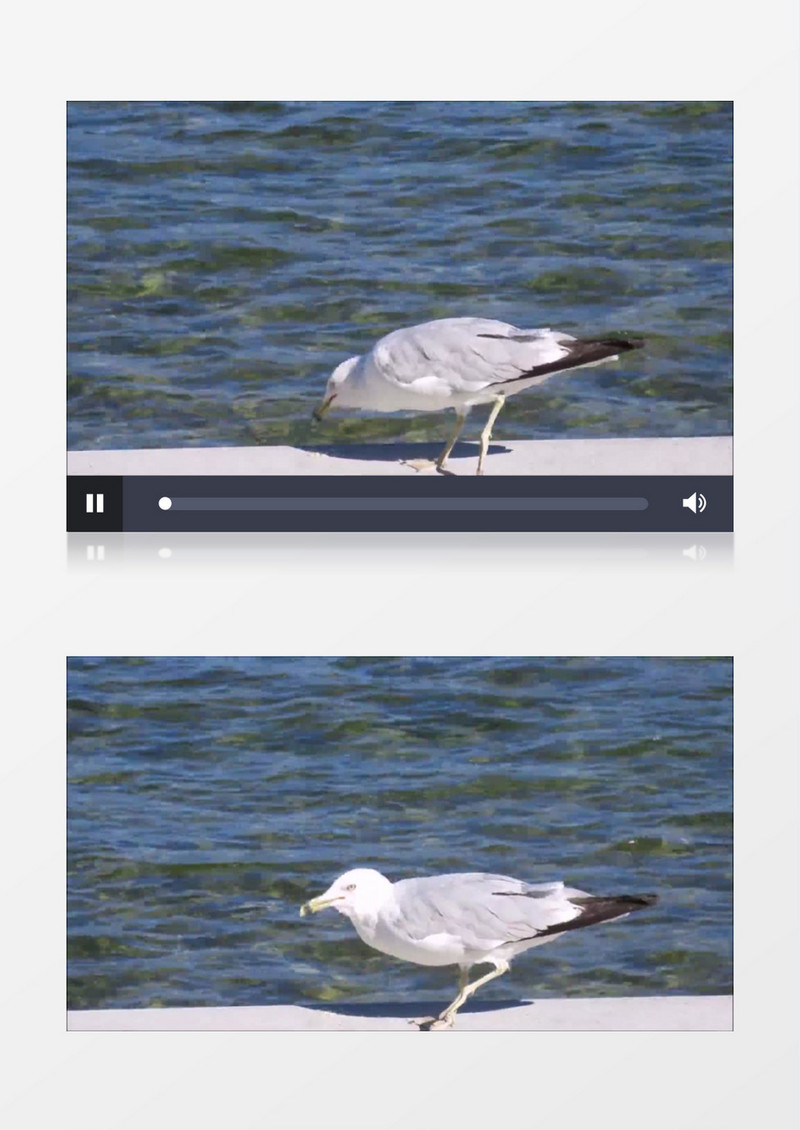 高清拍摄一只小鸟在河边悠闲的觅食实拍视频素材