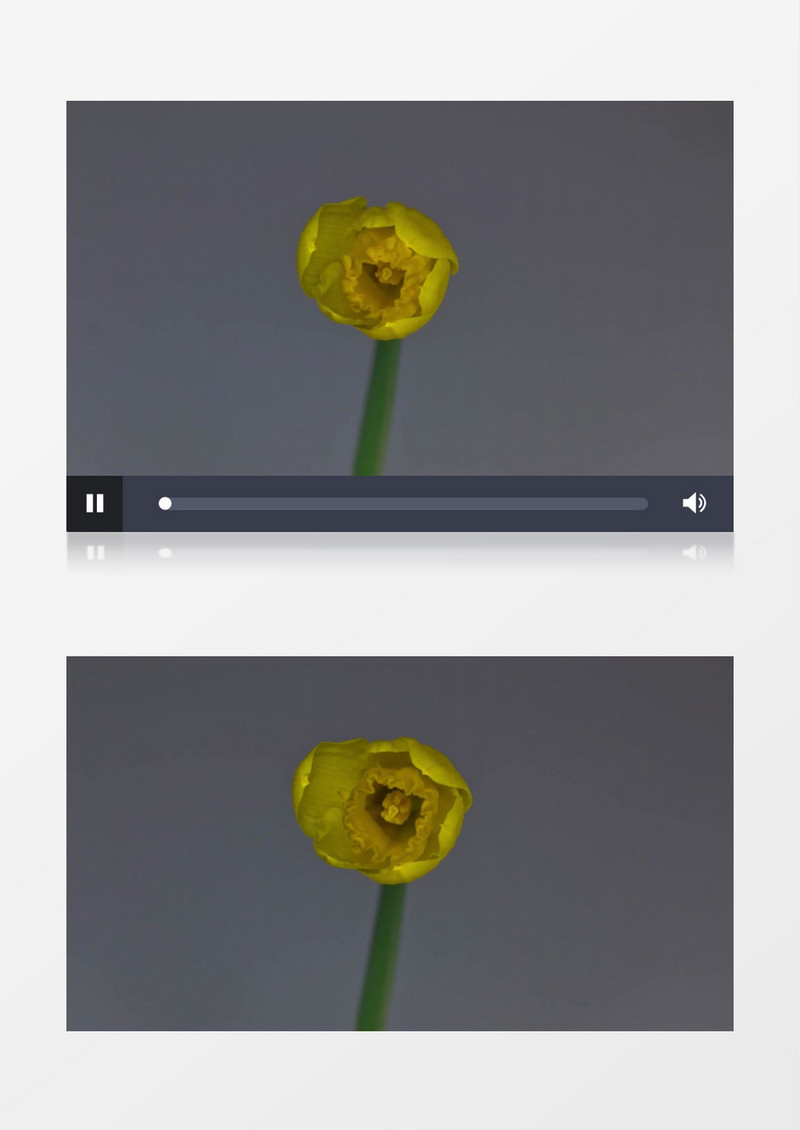 黄色的小花苞开房成一朵美丽花朵的过程实拍视频素材