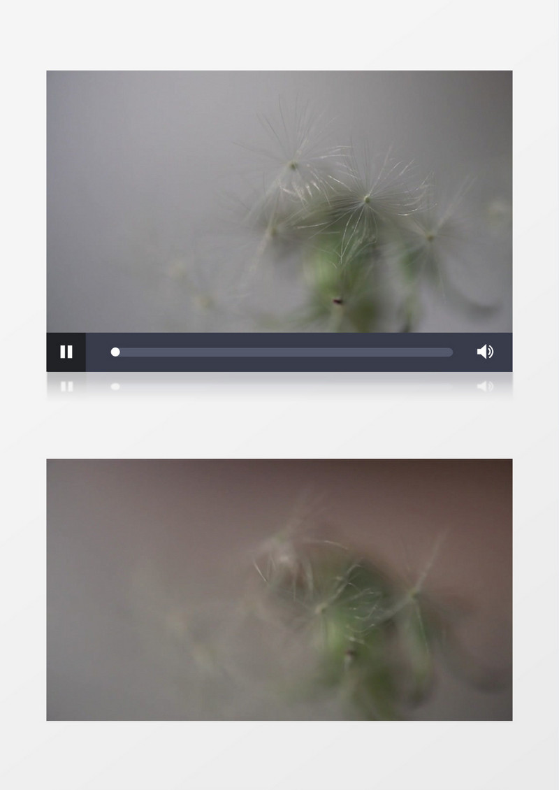 超高清放大实拍蒲公英种子随风飘动飞向远方实拍视频素材