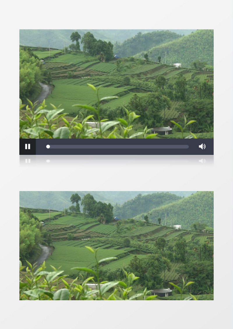 梯田上种植着满山的山茶树实拍视频素材