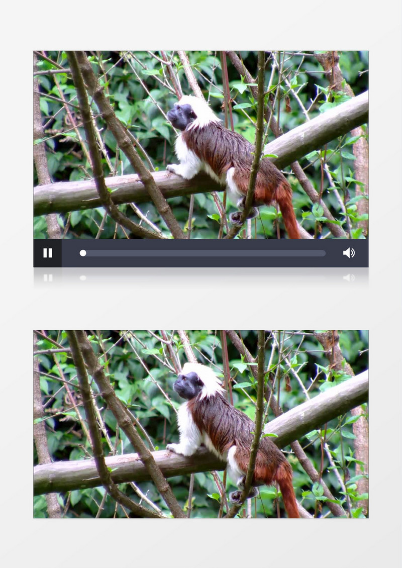 灵长类动物在树干上张望实拍视频素材