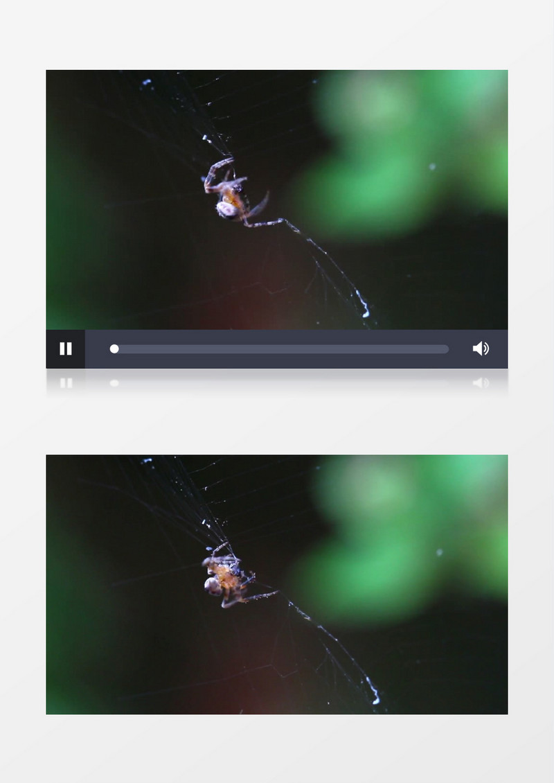 蜘蛛捕食猎物特写实拍视频