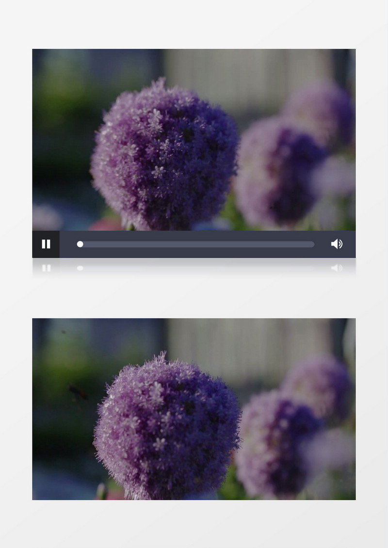 环绕着紫色花朵的蜜蜂实拍视频素材