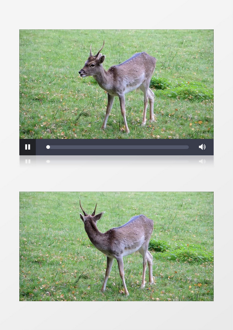 高清实拍一直小梅花鹿在青青的草地上悠闲的吃草实拍视频素材