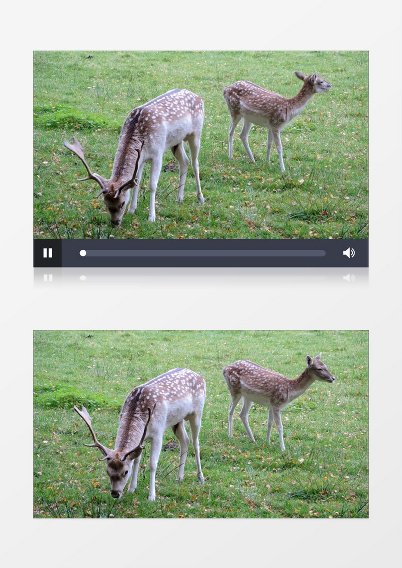 高清实拍两只小鹿在草地上悠闲的吃草实拍视频素材