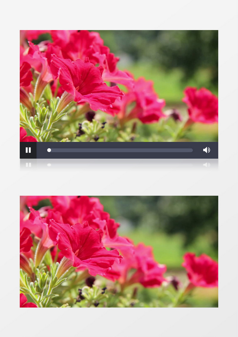 高清实拍在风中随风摇摆的红色花朵实拍视频素材